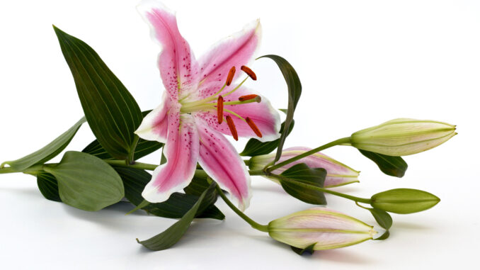 fresh-cut-flowers-nature-white-flower-petal-bloom-close-lily-floristry-peruvian-lily-flower-arranging-alstroemeriaceae