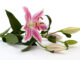 fresh-cut-flowers-nature-white-flower-petal-bloom-close-lily-floristry-peruvian-lily-flower-arranging-alstroemeriaceae