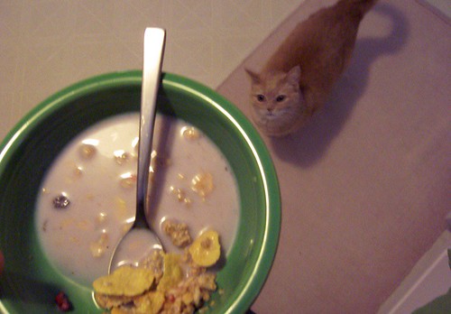 cereal-milk-spoiled-rotten-cats