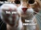 you-are-awesome-cat-kitty-face-pointing-at-you